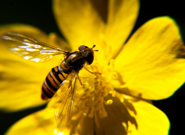 bee on flower.jpg