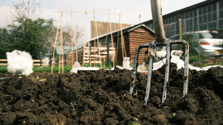 allotment soil